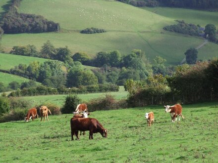 The Old Dairy