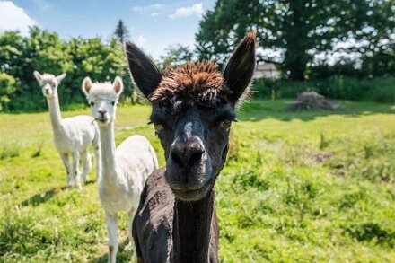 Barley Store - Converted Barn with Indoor Pool and Spa access, Alpacas, Nr Beach