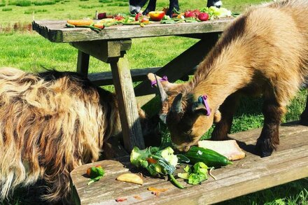 Parlour Barn (Pet Friendly)