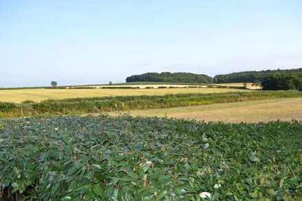 Cosy, comfy cottage near glorious beaches!