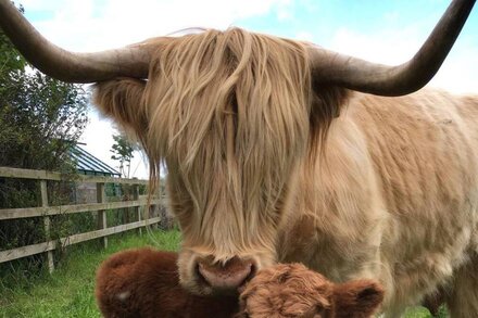 DOODALE COTTAGE - converted barn with highland cattle experience included