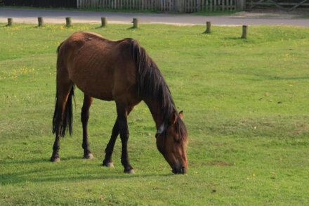 New Forest Cottage overlooking Green where ponies & forest animals often graze