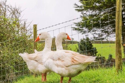 SWALLOW COTTAGE, pet friendly, country holiday cottage in Ilfracombe