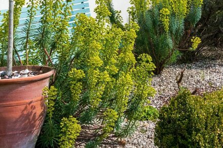 Enchanting Cottage - South Downs National Park