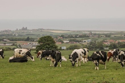 BARN COTTAGE, pet friendly, with a garden in Robin Hood’s Bay