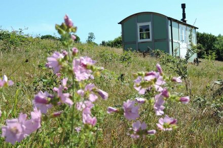 Wild Valley Retreat.