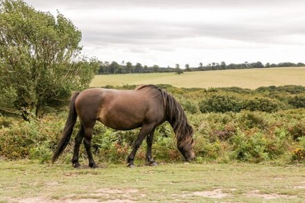 THE STABLES, pet friendly, with hot tub in Crowcombe