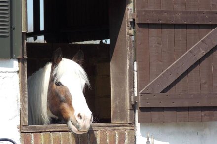 Peaceful Orchid Cottage - 4 miles from unspoilt beaches Children and Dogs welcom