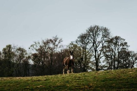 Idyllic wooden cabin 45 minutes away from Edinburgh & Glasgow