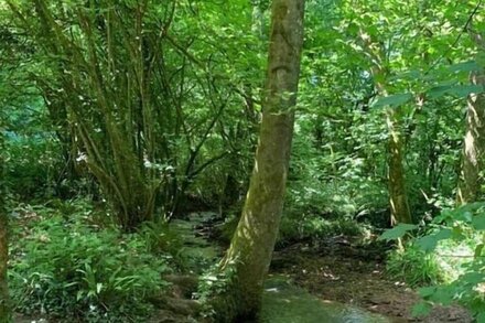 Peaceful Country Cottage in the Forest of Dean