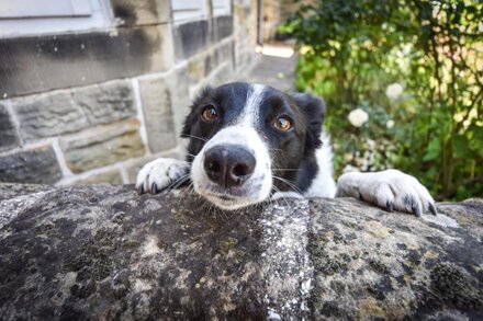 Beautiful Country Style- Old Horns Cottage, Close by to the picturesque Peak District