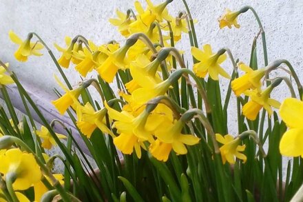 Birch cottage, Treleidir Holiday Cottage, near coastpath and beaches