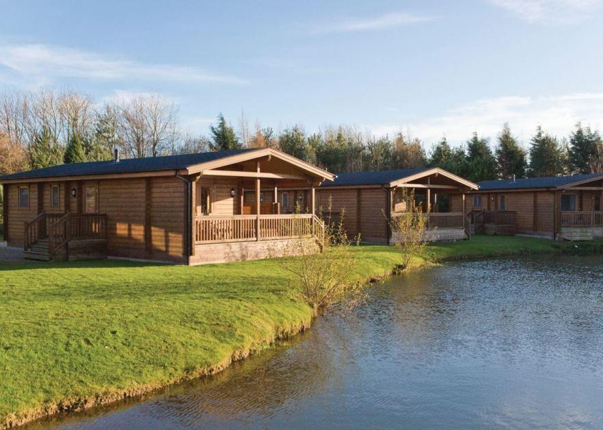 Dragonfly Watersedge