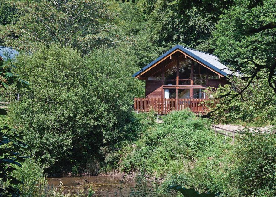 Deerpark Silver Birch 2