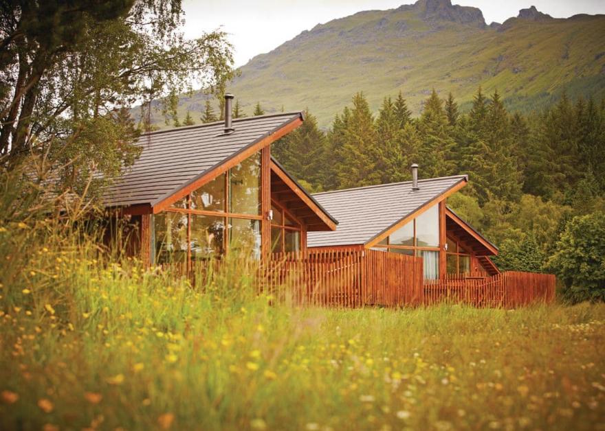 Argyll Golden Oak 1 (Pet)