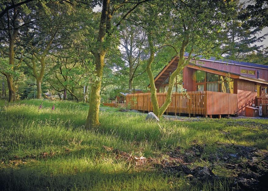 Beddgelert Silver Birch WF (Pet)