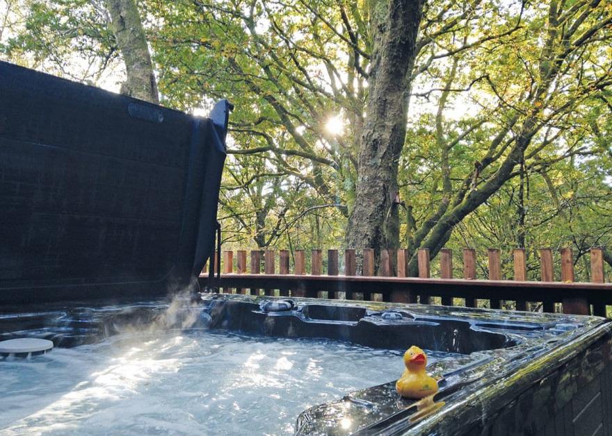 Beddgelert Silver Birch 3 (Pet)