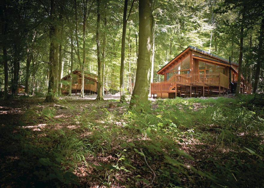 Beddgelert Silver Birch 3 (Pet)