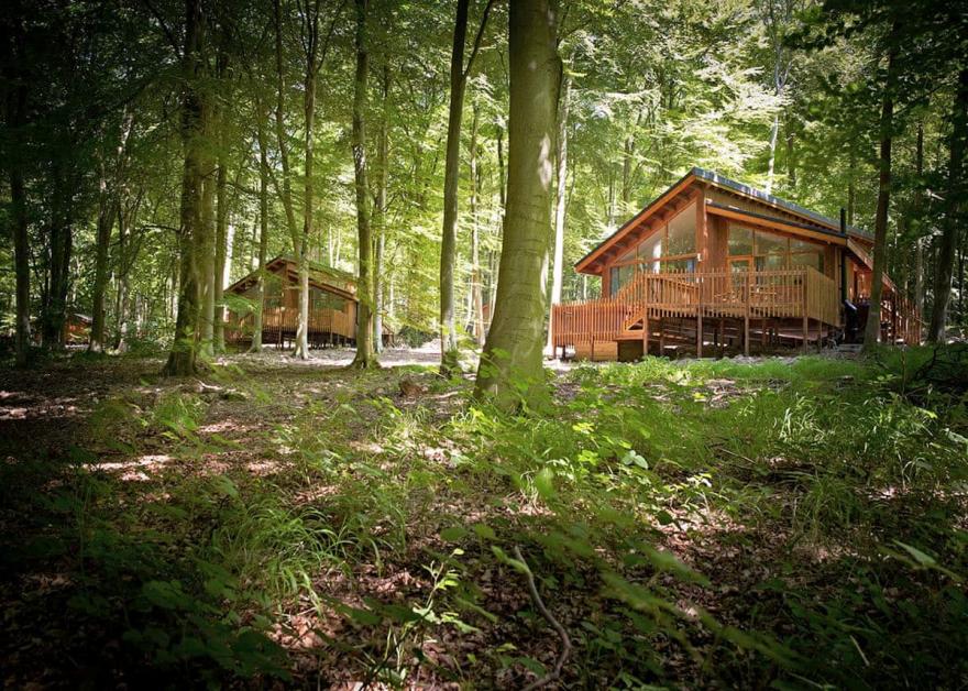 Beddgelert Silver Birch 2 (Pet)