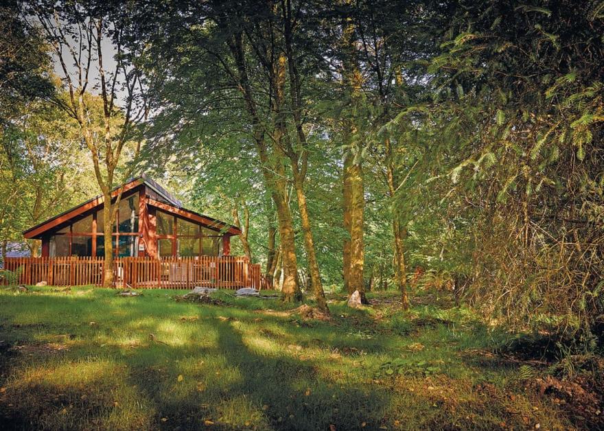 Beddgelert Golden Oak 2 (Pet)