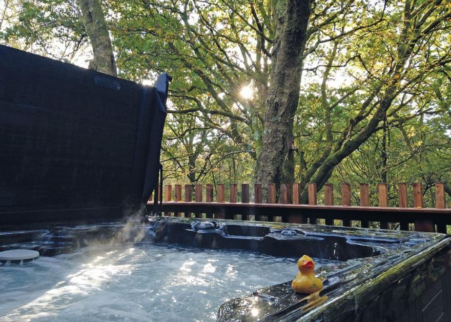 Beddgelert Golden Oak 3 (Pet)