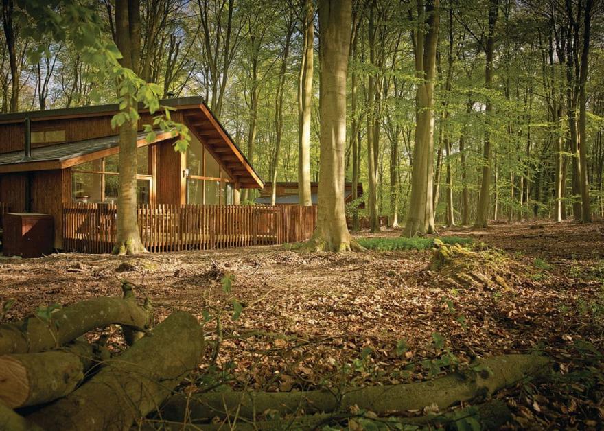 Beddgelert Golden Oak 3 (Pet)