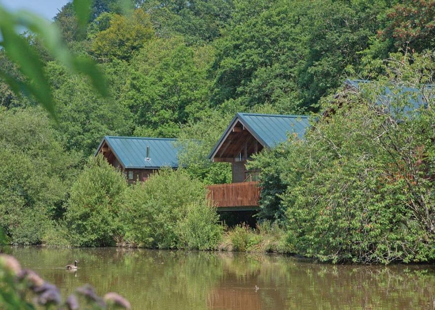 Deerpark Golden Oak 2 (Pet)