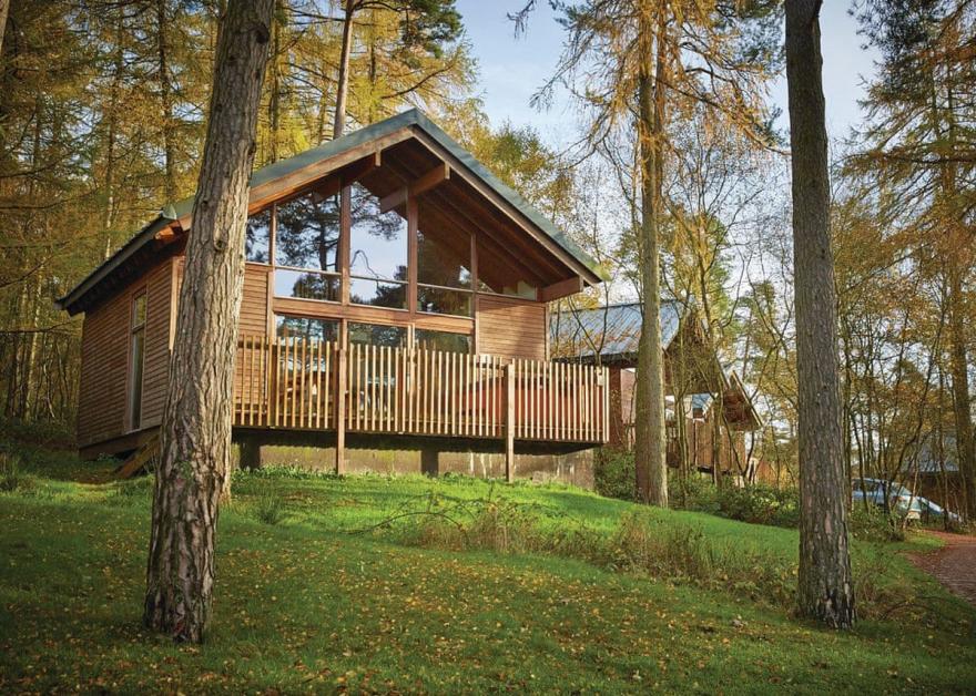 Keldy Silver Birch 2 (Pet)