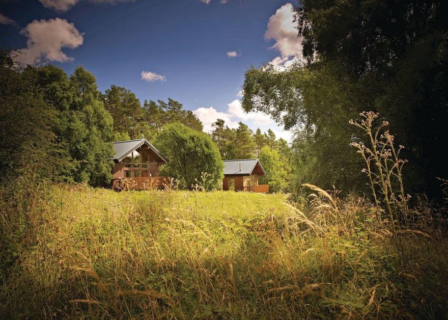 Keldy Golden Oak 3 (Pet)