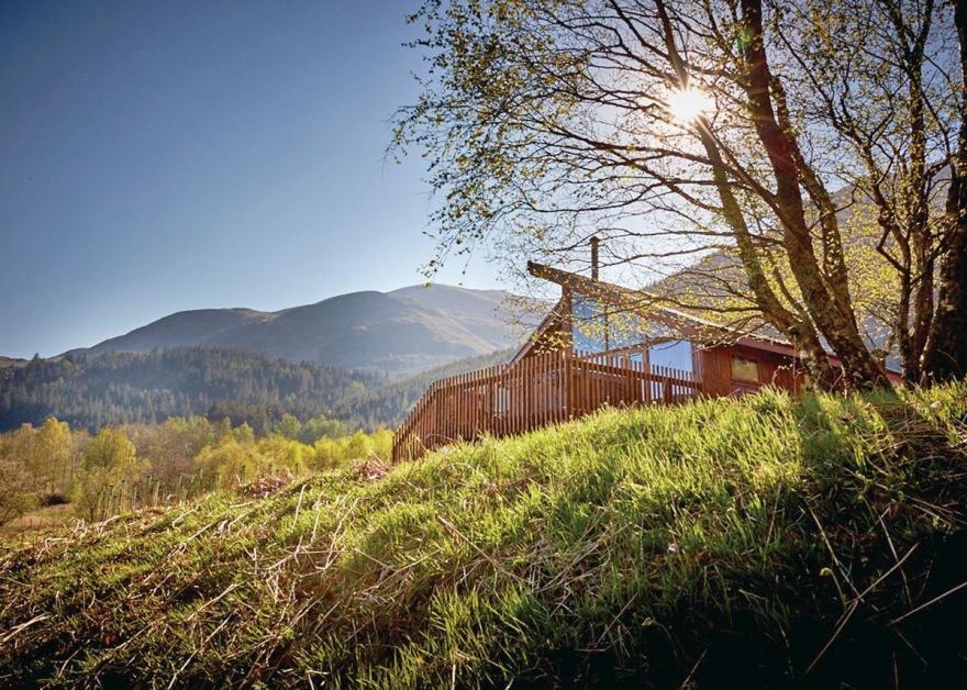 Strathyre Golden Oak 1 (Pet)