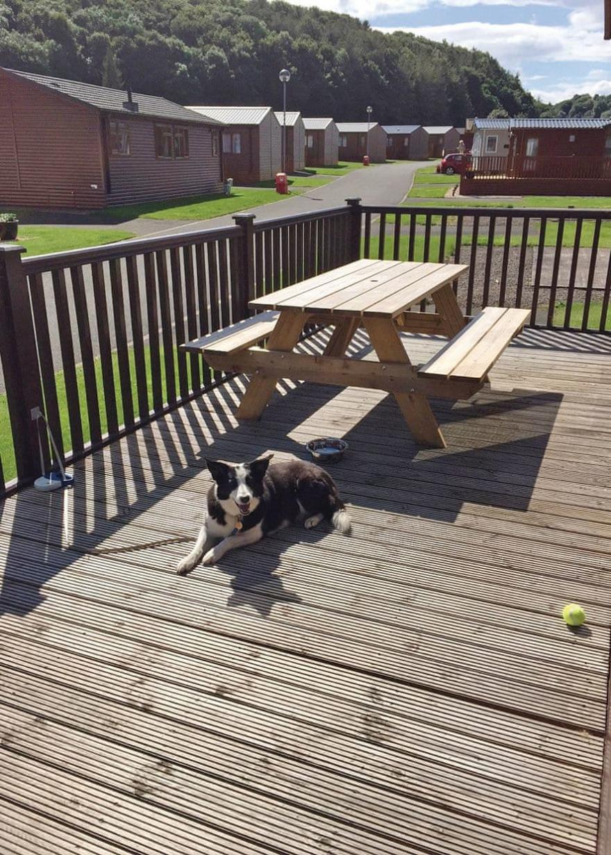 Superior Lodge 1 (Pet)