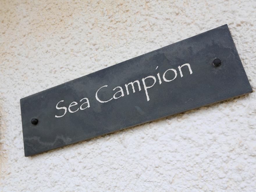 Sea Campion