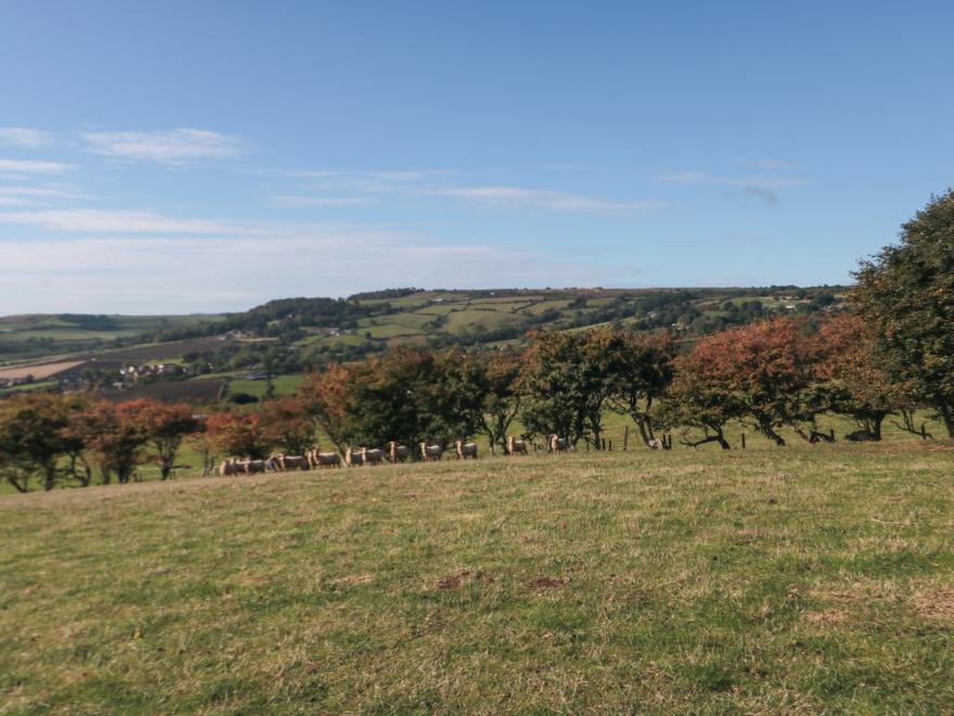 The Shepherd's Rest