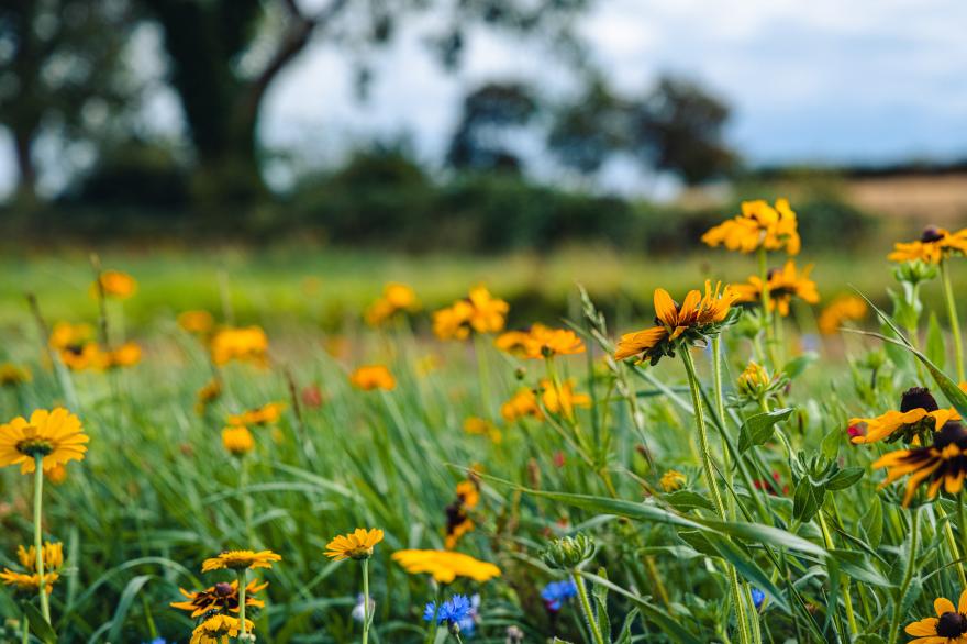 Veiko - Mayflower Meadow