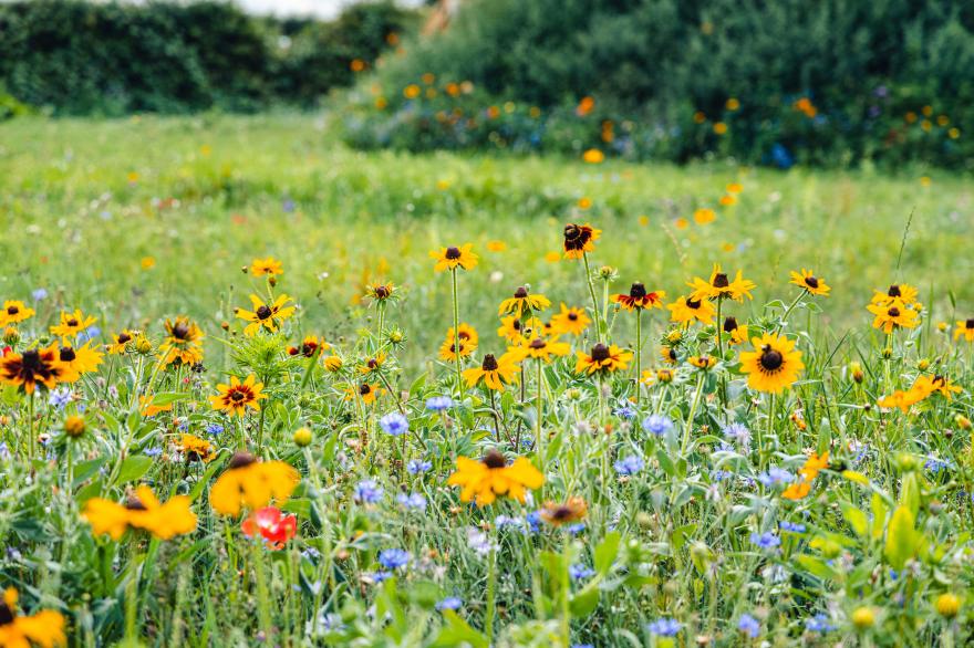 Veiko - Mayflower Meadow