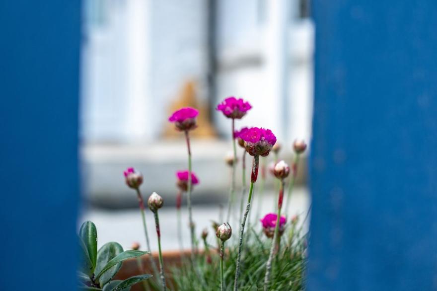 Seapinks