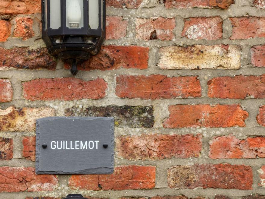 Guillemot