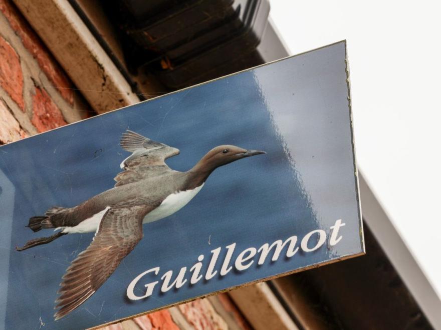 Guillemot