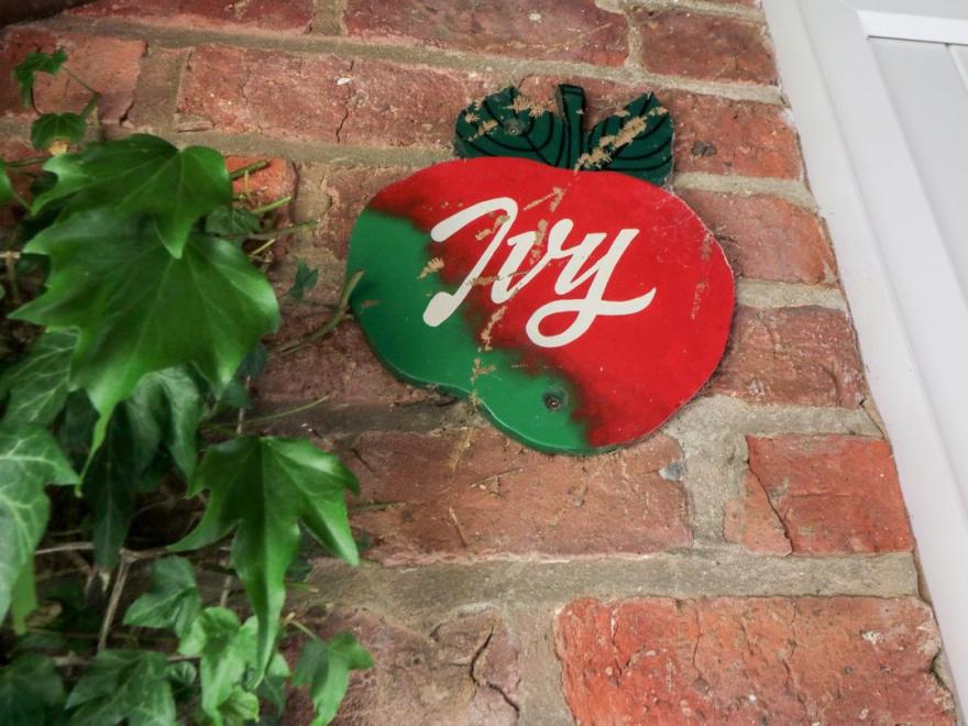 Ivy