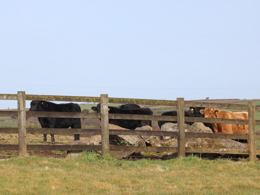 Foxes