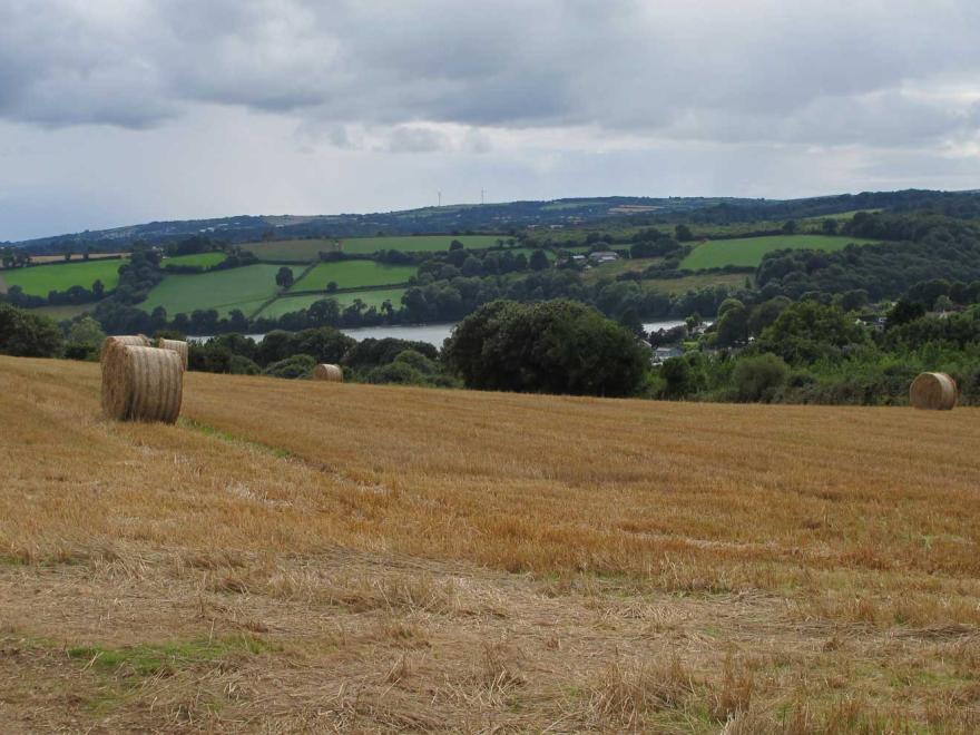 The Meadow