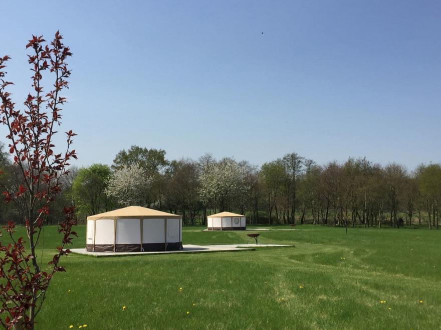 Bishey Barney Bee - UKC4110