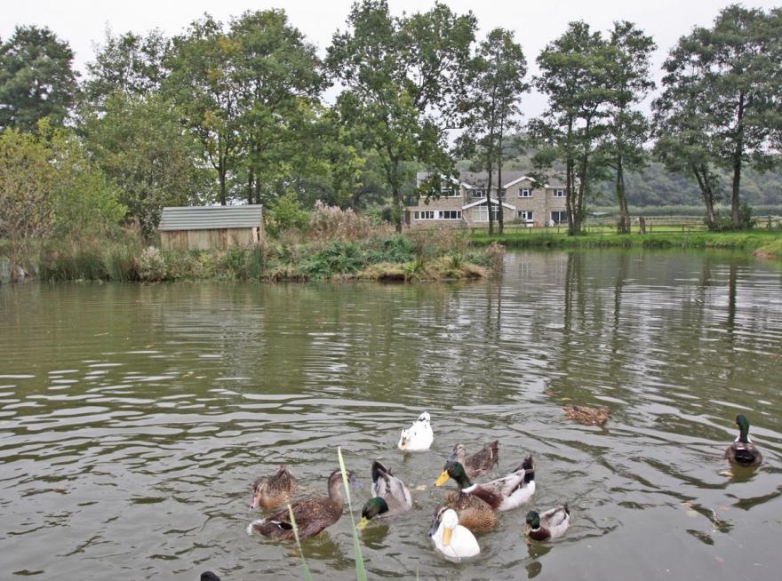 Springfield Court - Lakeside