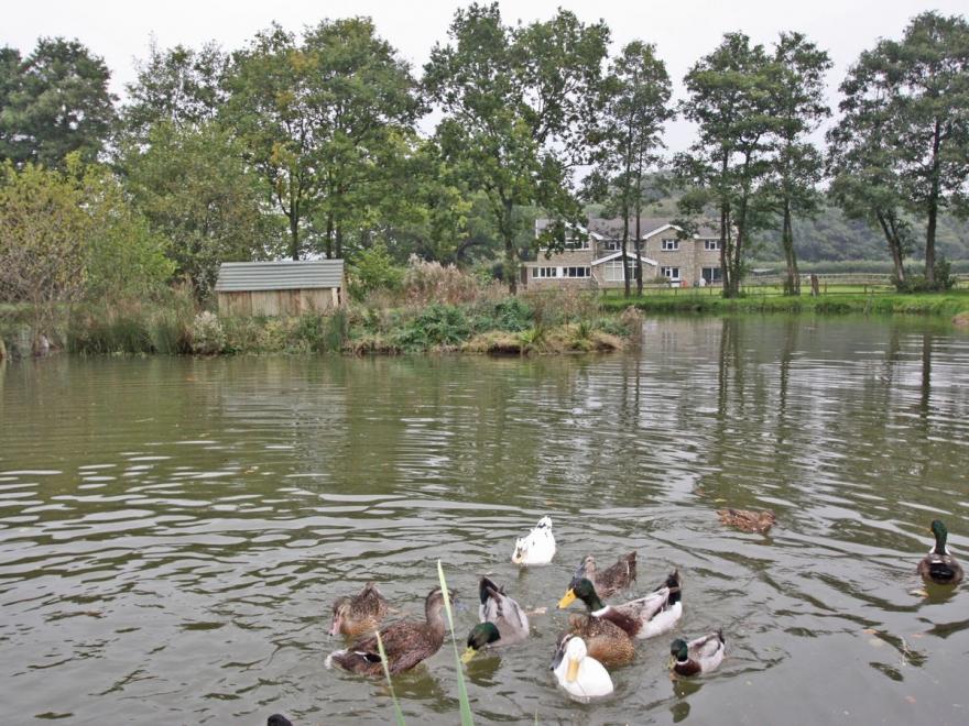 Springfield Court - Lakeview