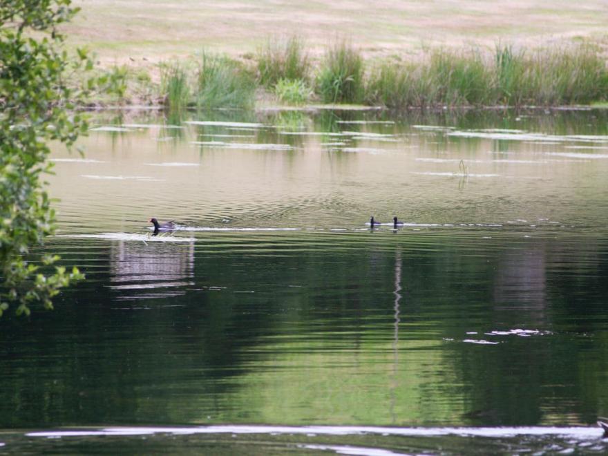 Bluebell Apartment UK10593