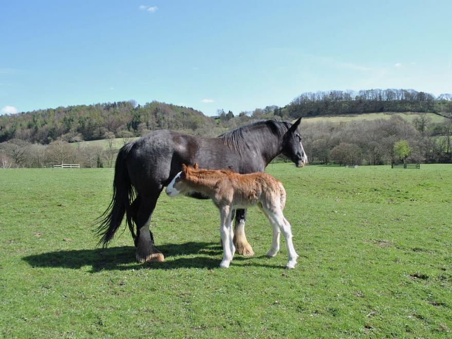 Cleveland Bay Cottage - UK2620