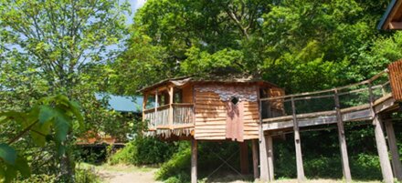 Golden Oak Treehouse