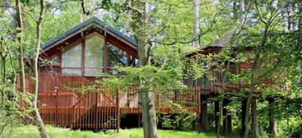 Golden Oak Treehouse