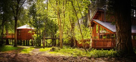Golden Oak Treehouse