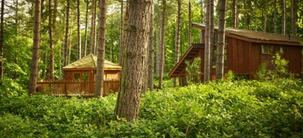 Golden Oak Treehouse